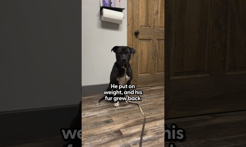 Stray Pittie Wanders To A Stranger's Home Looking For Help | The Dodo