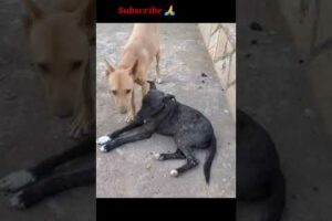 Stray dog Rescue // Rescued Stray puppies//Save Animals #shorts