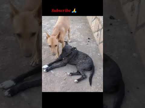 Stray dog Rescue // Rescued Stray puppies//Save Animals #shorts