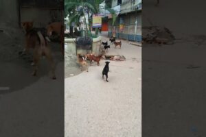 Street dogs are fighting for food.  #streetdogs #aggressive #dogfight_shorts #crazydogs #hungrydogs