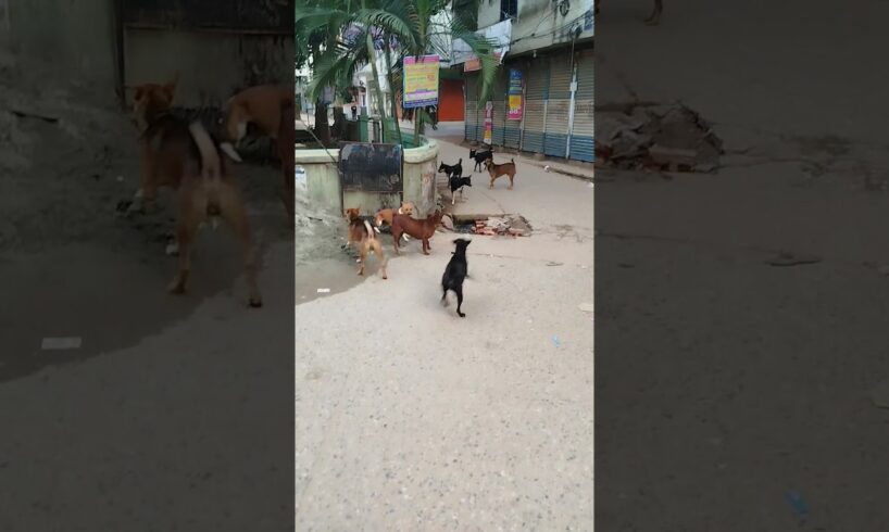 Street dogs are fighting for food.  #streetdogs #aggressive #dogfight_shorts #crazydogs #hungrydogs