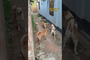 Street dogs fighting. #stray #dogs #street #dogfight #dogvsdog #shorts #dogaggression #youtubeshorts