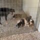 Super Dog Mama is Taking Care of her 10 Puppys - Takis Shelter