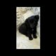 TOP FUNNY PUPPIES : dog videos cute puppies