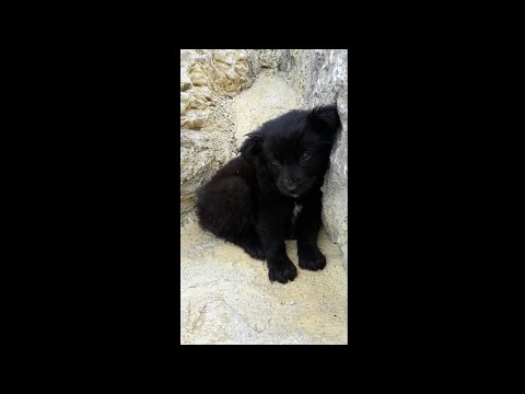 TOP FUNNY PUPPIES : dog videos cute puppies