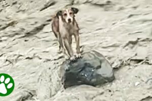 Terrified dog rescued from rock in the middle of raging river