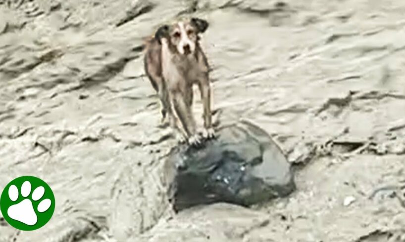 Terrified dog rescued from rock in the middle of raging river