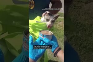 Texas police rescue cat with head trapped in jar