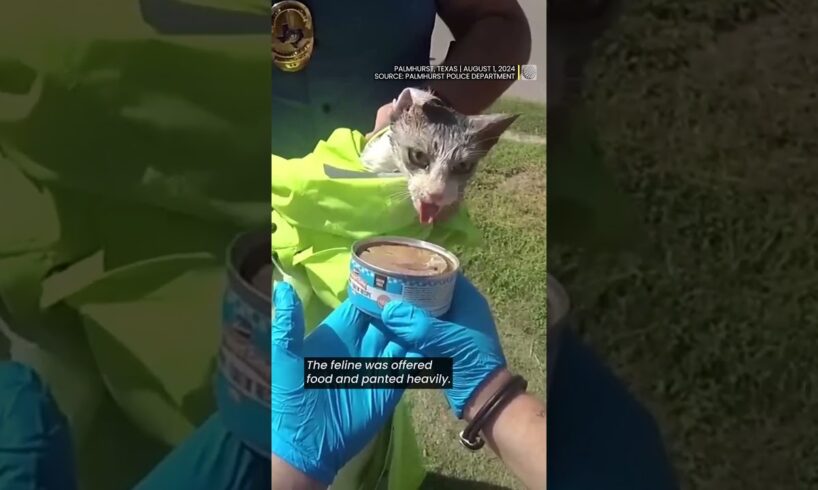 Texas police rescue cat with head trapped in jar