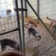 The 10 Puppies are growing so Fast! - Takis Shelter