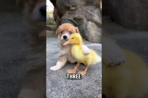 The 3 cutest puppies😍#animals #puppy #dog #cute #funny