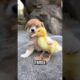 The 3 cutest puppies😍#animals #puppy #dog #cute #funny