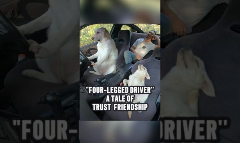 The Dog That Became a Driving Pro #animals