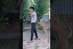 The Owner Was Almost Hit On The Head By A Branch, And The Rescue Dog Saved Him From Danger#Shorts