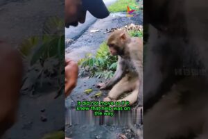 The Rope that Brought Us Together, the Story of a Man and a Monkey #animals #rescue #shortvideo