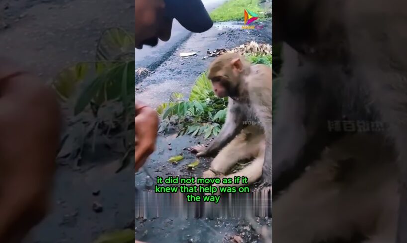 The Rope that Brought Us Together, the Story of a Man and a Monkey #animals #rescue #shortvideo