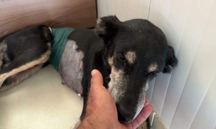 The Senior Dog is Recovering and got the Cutest Name! - Takis Shelter