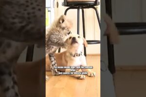 The Unshakable Friendship Between Cheetah and Dog!🥰 #shorts #animals #cute