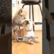 The Unshakable Friendship Between Cheetah and Dog!🥰 #shorts #animals #cute