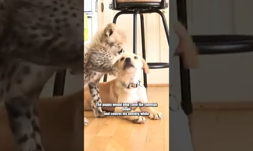 The Unshakable Friendship Between Cheetah and Dog!🥰 #shorts #animals #cute