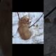 The little dog was abandoned and bullied in the snowy field #animalshelter #puppy #rescuedog