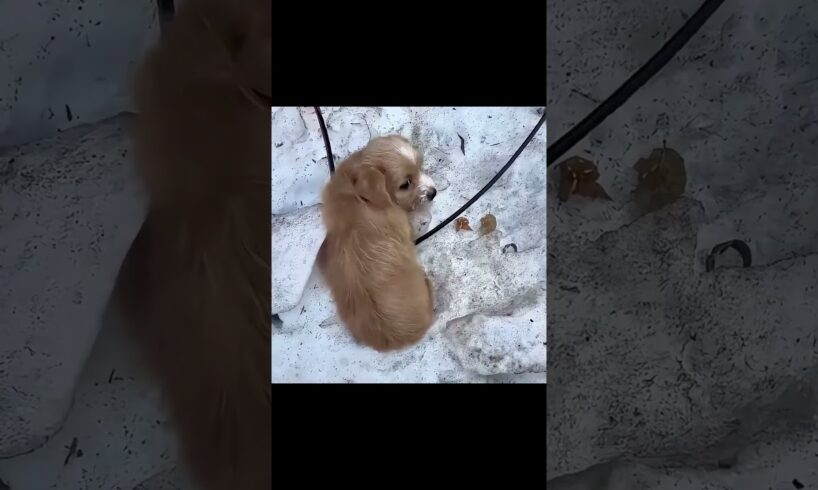 The little dog was abandoned and bullied in the snowy field #animalshelter #puppy #rescuedog