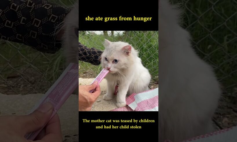 The mother cat was teased by children and had her child stolen #rescuekittens #rescue #abandoned