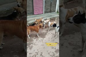 The street dogs are barking & fighting in the morning. #streetdogs #dogvsdog #shorts #dogfights