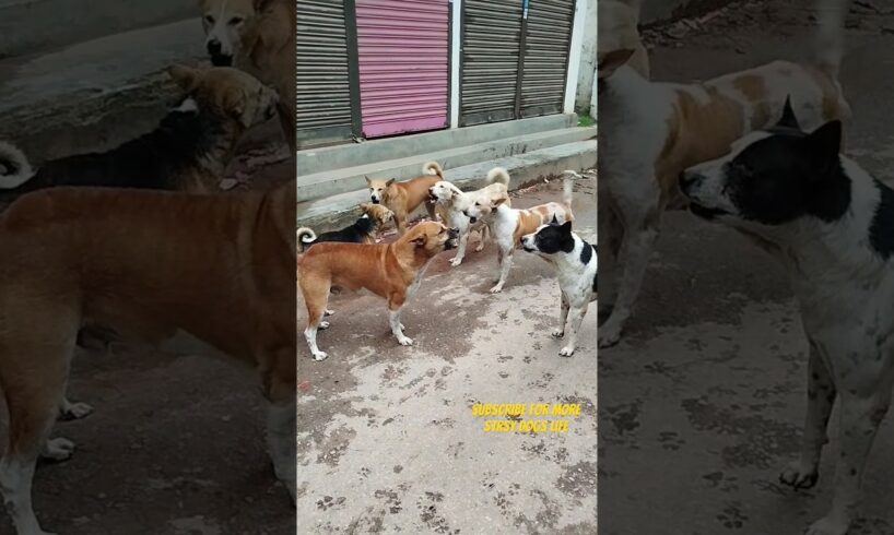 The street dogs are barking & fighting in the morning. #streetdogs #dogvsdog #shorts #dogfights