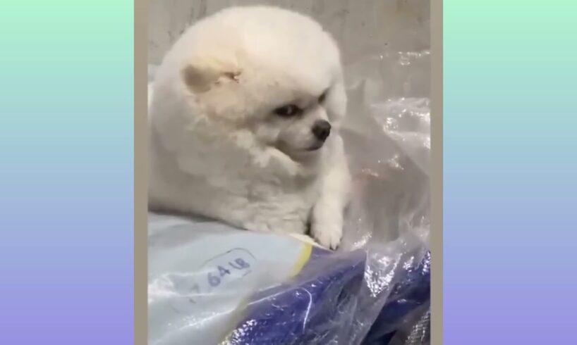 The world_s CUTEST PUPPIES of 2024 are here to make you LAUGH😂