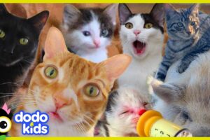 These Cats Did What?! | 30 Minutes Of Cat Stories | Dodo Kids