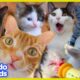 These Cats Did What?! | 30 Minutes Of Cat Stories | Dodo Kids