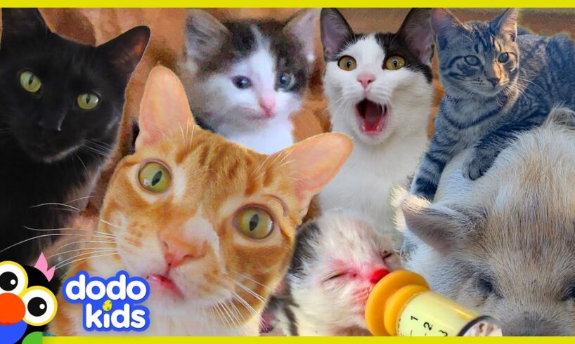 These Cats Did What?! | 30 Minutes Of Cat Stories | Dodo Kids