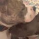 These two rescue dogs literally love each other