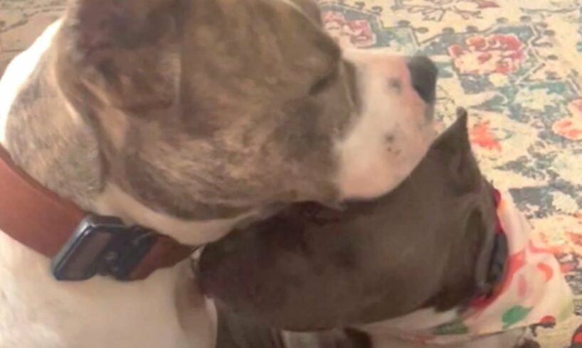 These two rescue dogs literally love each other