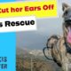 They Cut her Ears off to Make her a Hunting Dog! - Takis Shelter