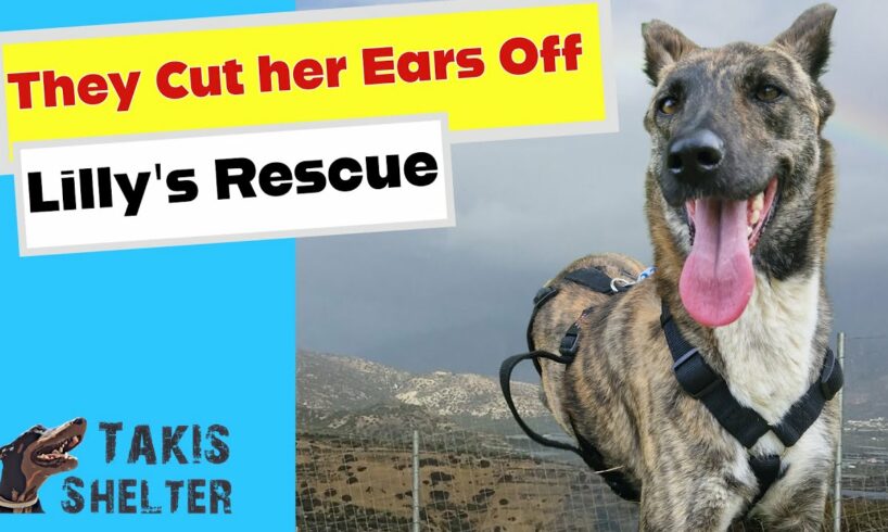 They Cut her Ears off to Make her a Hunting Dog! - Takis Shelter