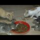 They are eating foods at night #cats #animals #playing #funny #cute #video #longs