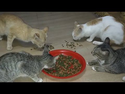 They are eating foods at night #cats #animals #playing #funny #cute #video #longs