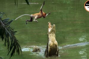 This Monkey Jumps Straight Into a Crocodile's Trap