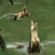 This Monkey Jumps Straight Into a Crocodile's Trap