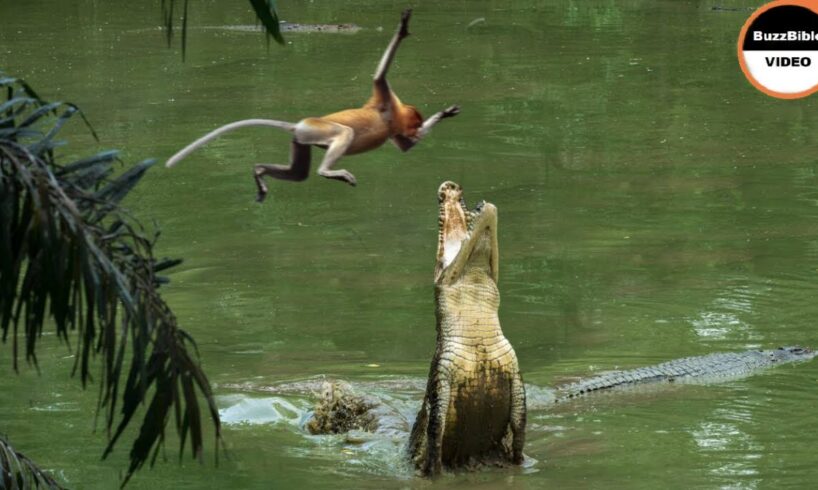 This Monkey Jumps Straight Into a Crocodile's Trap