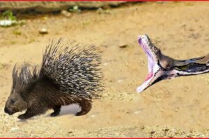 This Snake Is Doomed! The Rarest Animal Fights Are Recorded On Camera | Animal Attacks