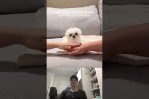 Three of the Cutest Puppies Ever Show How to Do the Hands in Challenge: Reaction