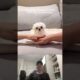 Three of the Cutest Puppies Ever Show How to Do the Hands in Challenge: Reaction