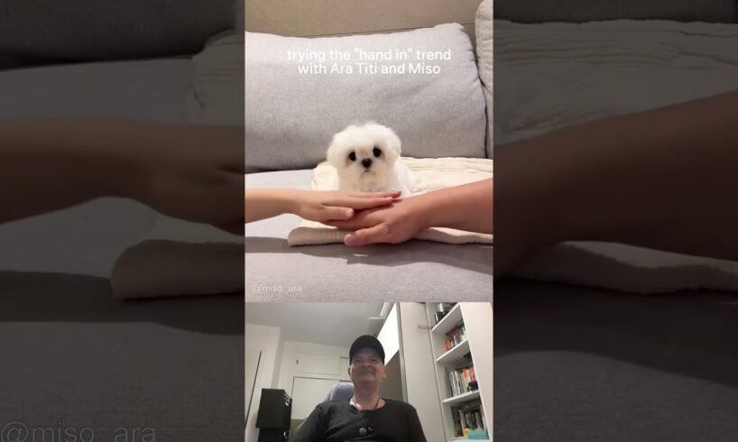 Three of the Cutest Puppies Ever Show How to Do the Hands in Challenge: Reaction