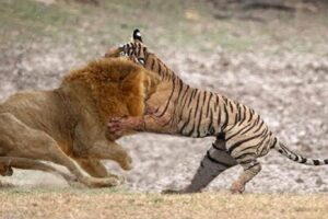 Tiger VS Lion. Who would win?