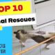 Top 10 Animal Rescues 2023 - Takis Shelter