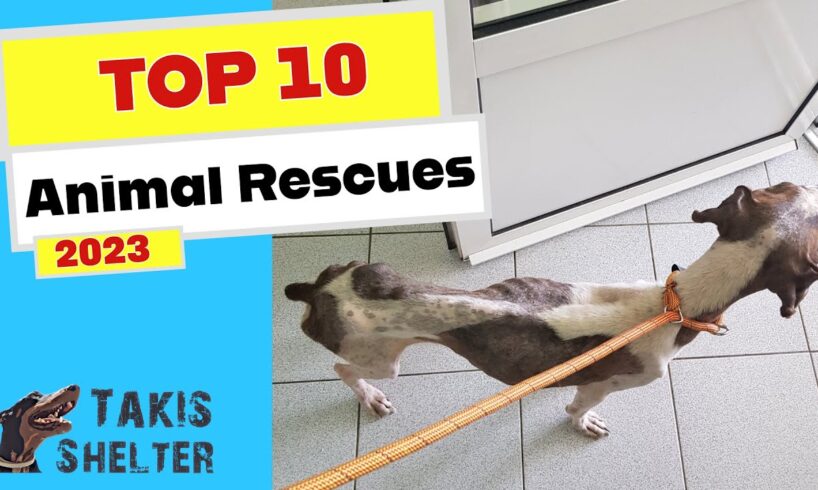 Top 10 Animal Rescues 2023 - Takis Shelter