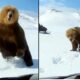 Top 10 Bear Encounters Caught on Camera - Near Death Experiences